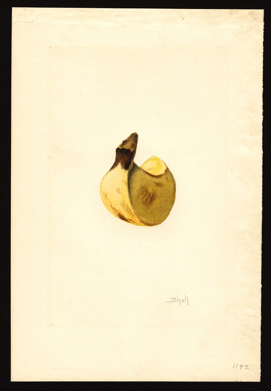 James Marion Shull, Banana, 1919ca. 2