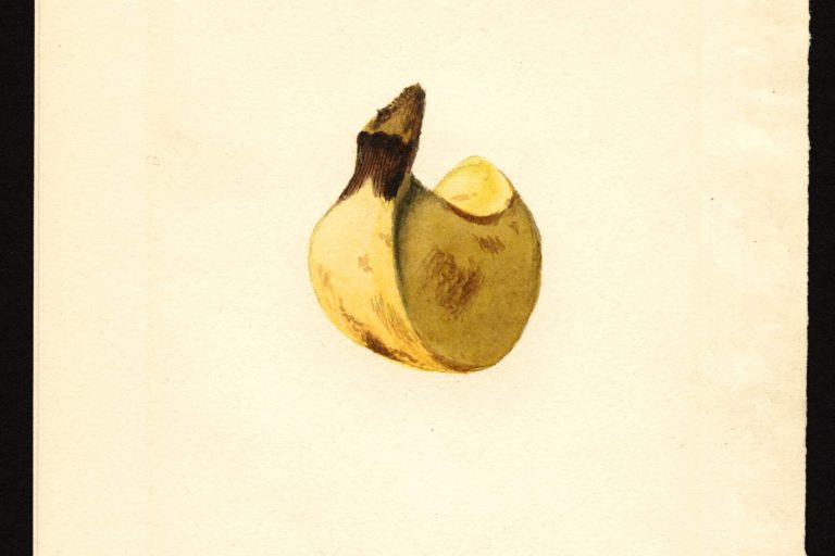 James Marion Shull, Banana, 1919ca. 2