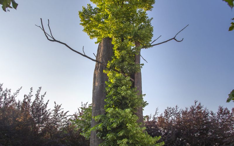 penone_tra_scorza_e_scorza_60A6163_alta_dario_fusaro